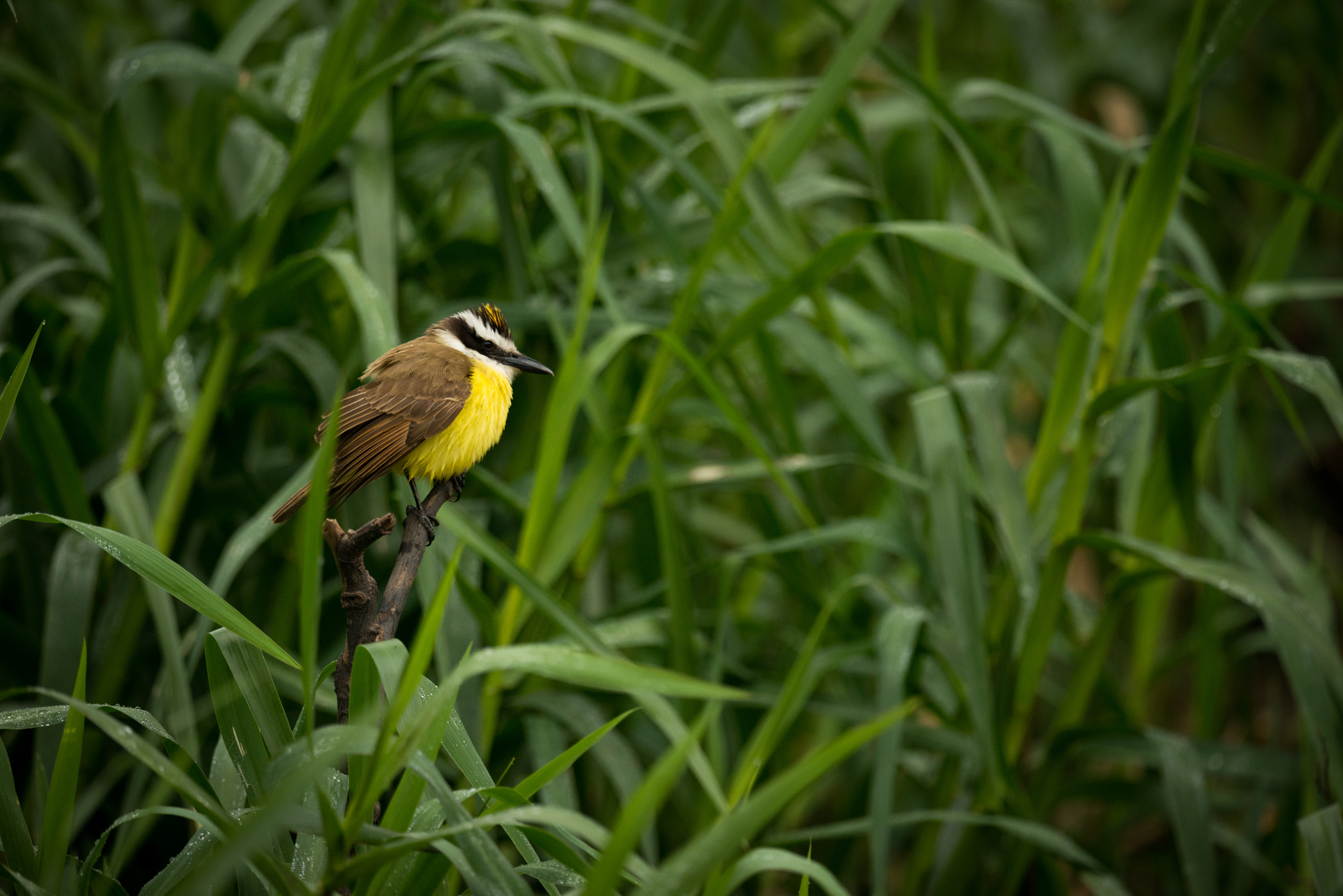 Nikon D800 sample photo. Great kiskadee among talll reeds looking right photography