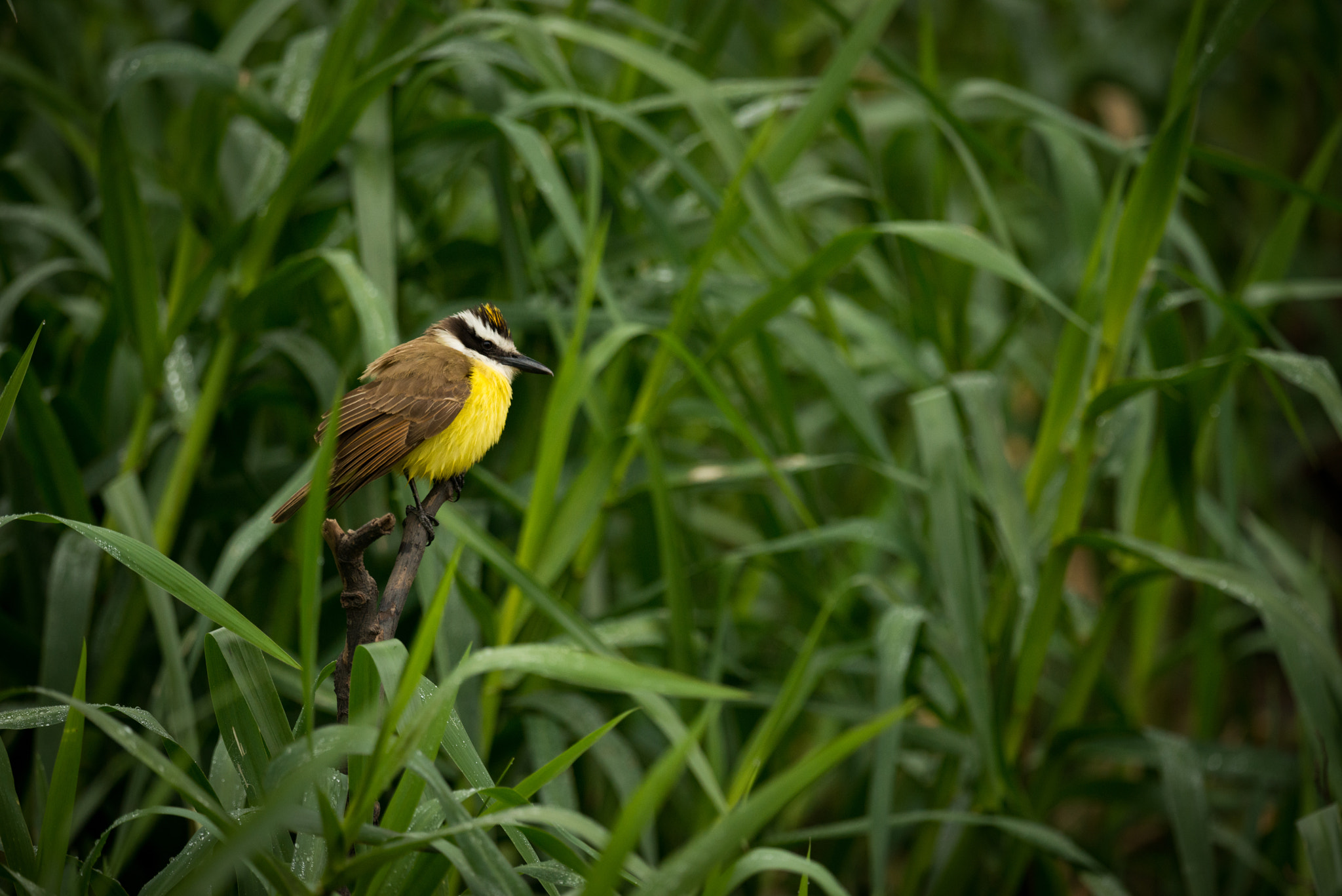 Nikon AF-S Nikkor 800mm F5.6E FL ED VR sample photo. Great kiskadee among talll reeds looking right photography
