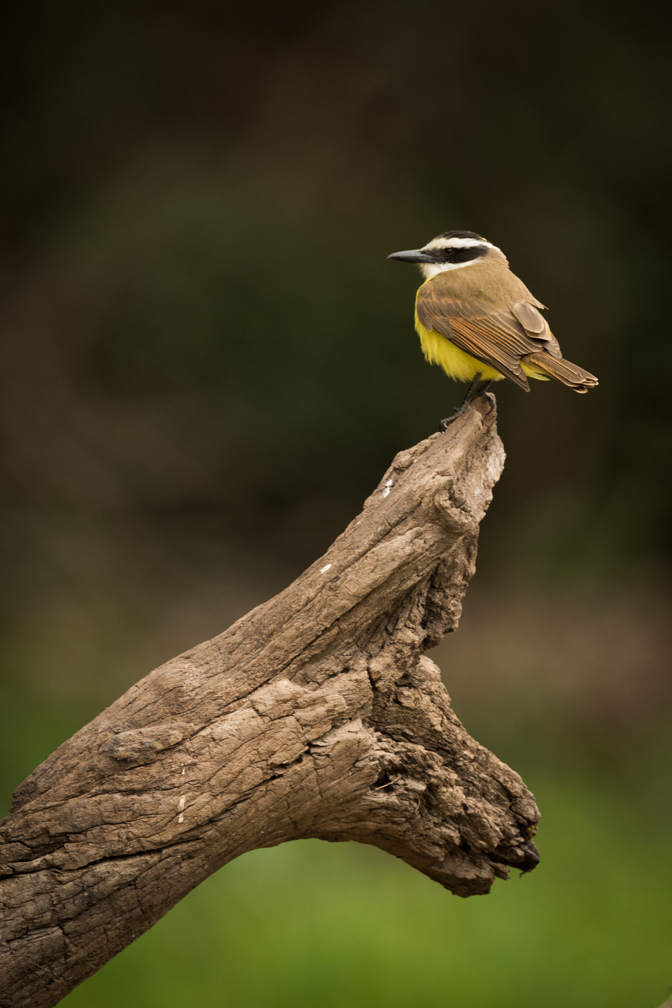 Nikon D810 sample photo. Great kiskadee on dead branch facing left photography