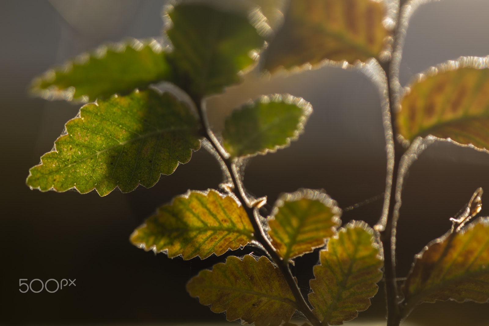 Sigma 150mm F2.8 EX DG Macro HSM sample photo. Backlight photography