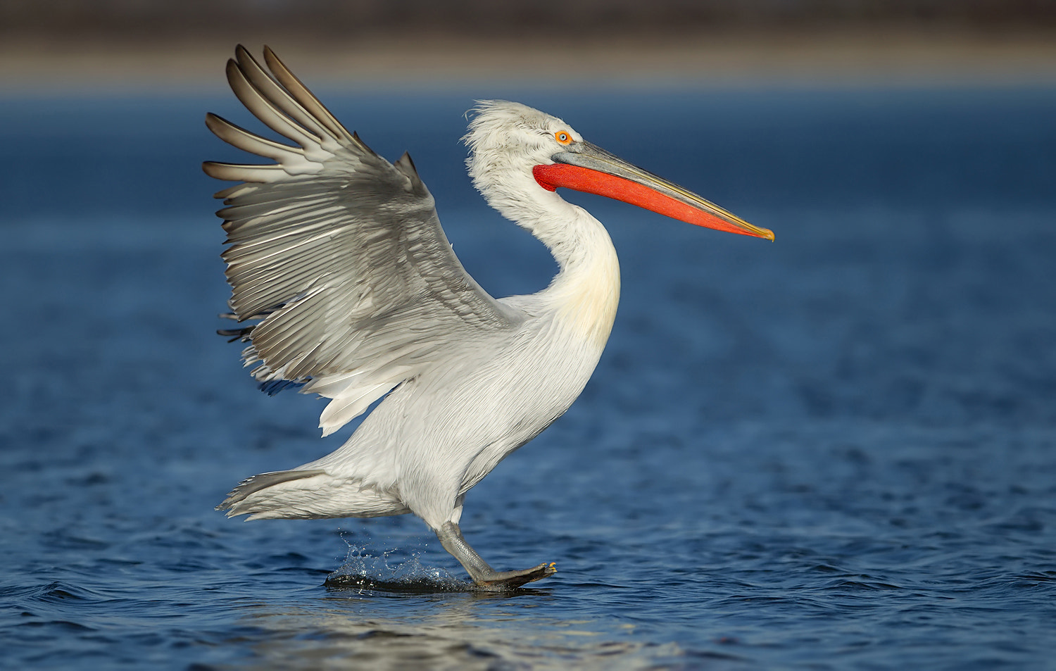 Canon EF 300mm F2.8L IS USM sample photo. Pelican photography