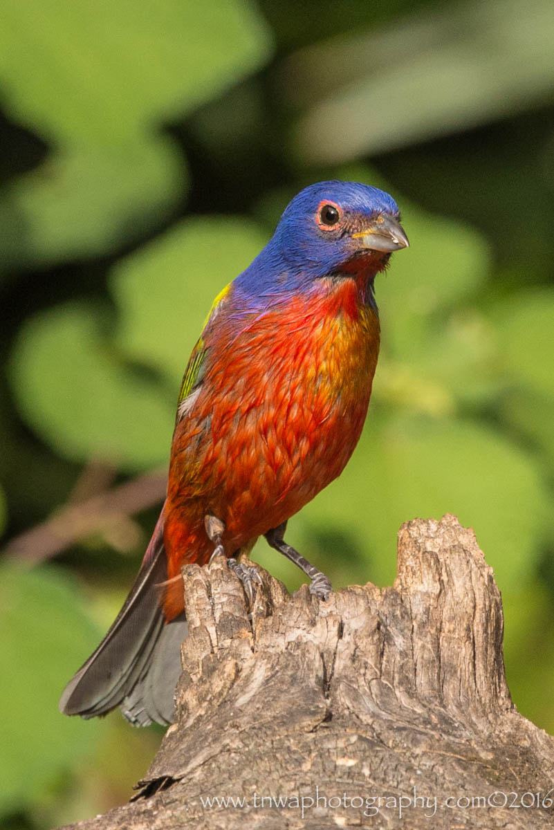 Nikon AF-S Nikkor 200-500mm F5.6E ED VR sample photo. Colors in nature photography