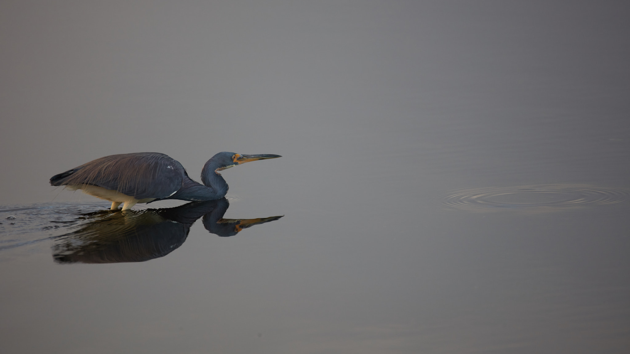 150-600mm F5-6.3 DG OS HSM | Contemporary 015 sample photo. Stalking photography