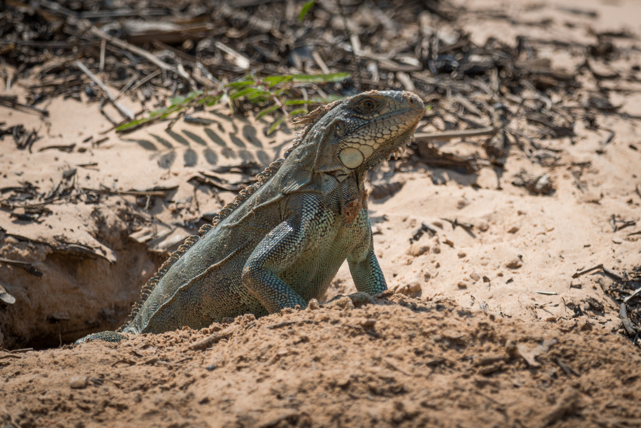 Nikon AF-S Nikkor 800mm F5.6E FL ED VR sample photo. Green iguana at entrance to sandy burrow photography