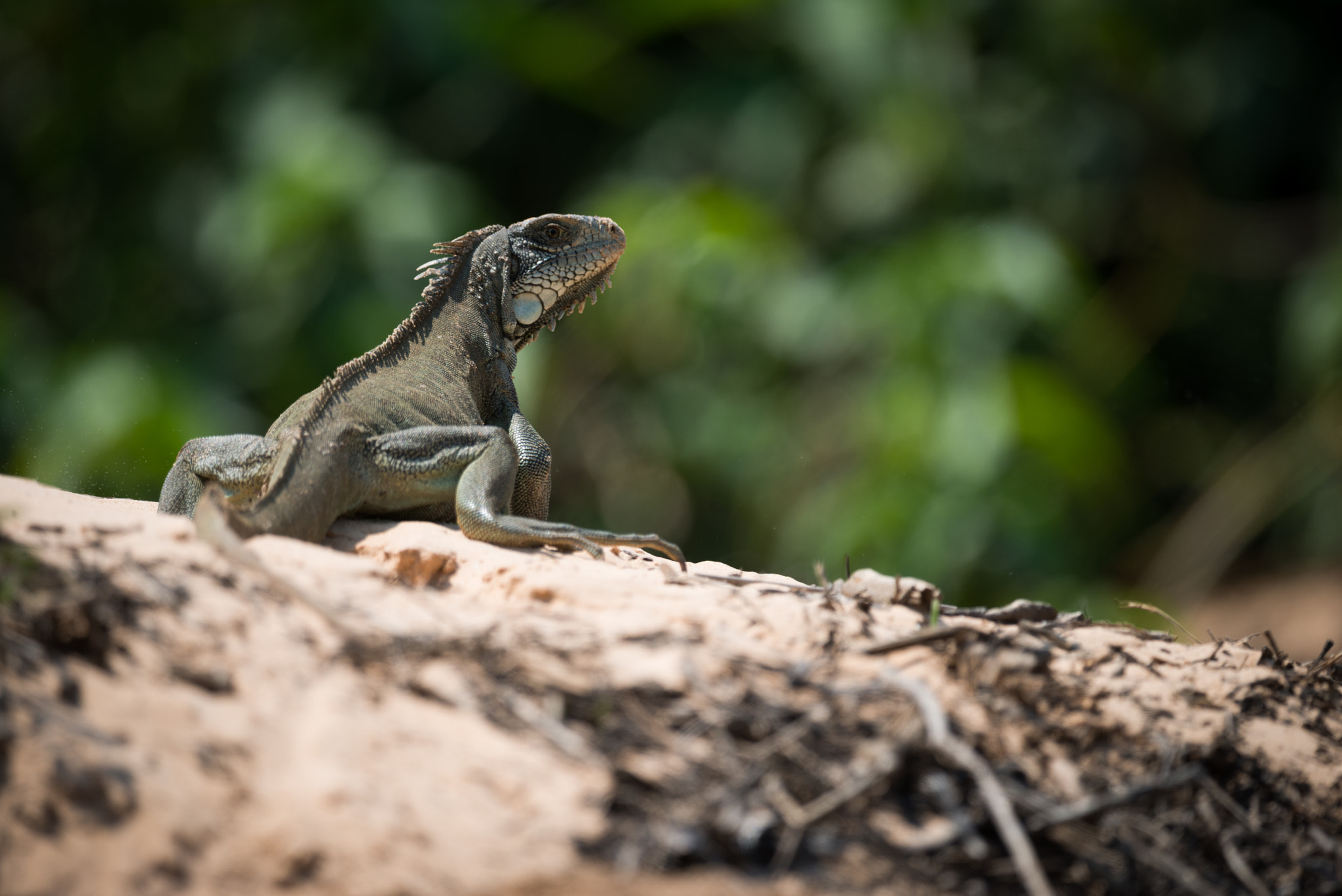 Nikon AF-S Nikkor 800mm F5.6E FL ED VR sample photo. Green iguana on horizon turning to camera photography