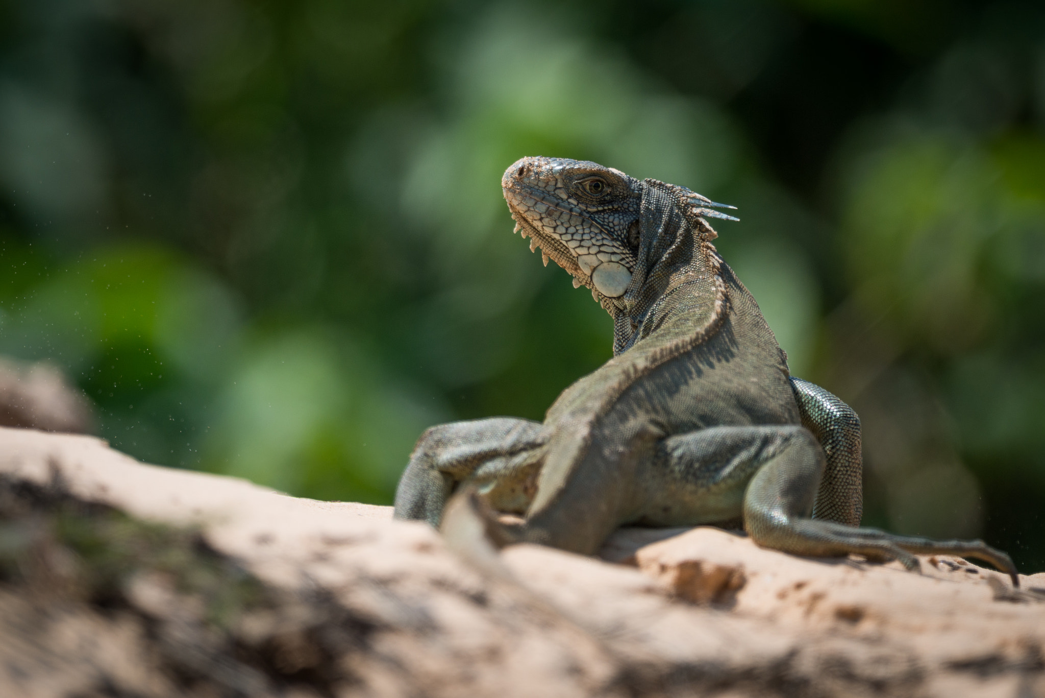 Nikon D800 sample photo. Green iguana on horizon turning towards camera photography
