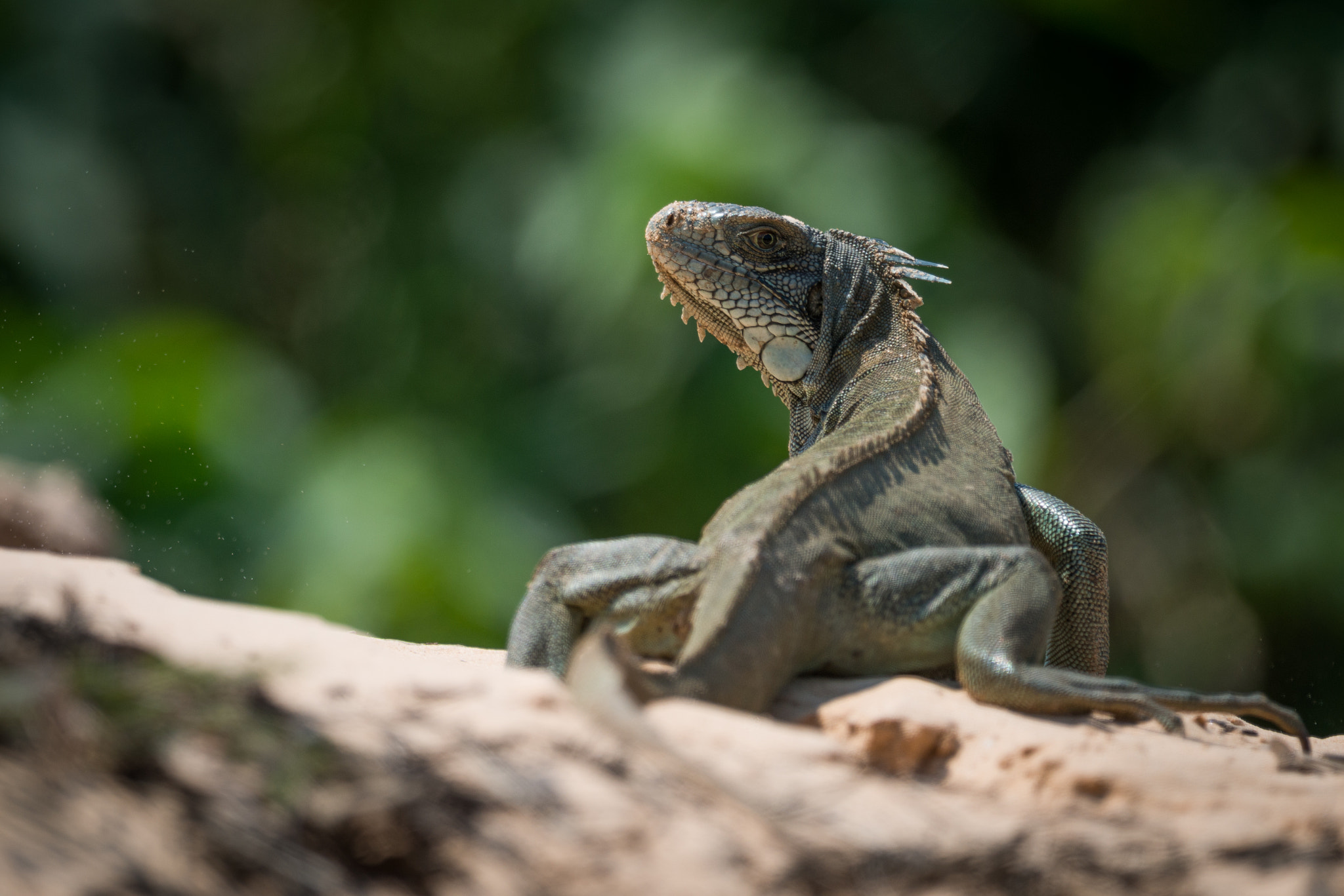 Nikon AF-S Nikkor 800mm F5.6E FL ED VR sample photo. Green iguana on horizon turning towards camera photography