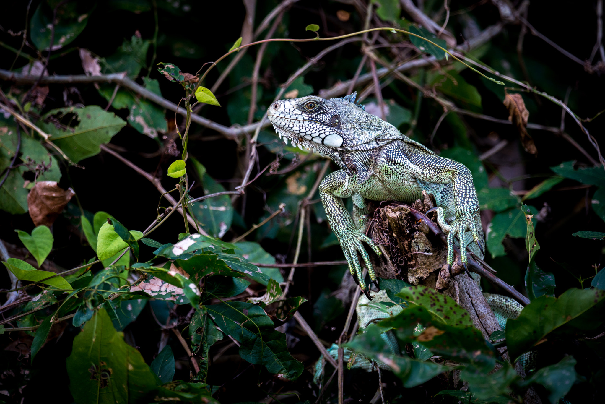 Nikon D800 sample photo. Green iguana perched on branch among leaves photography