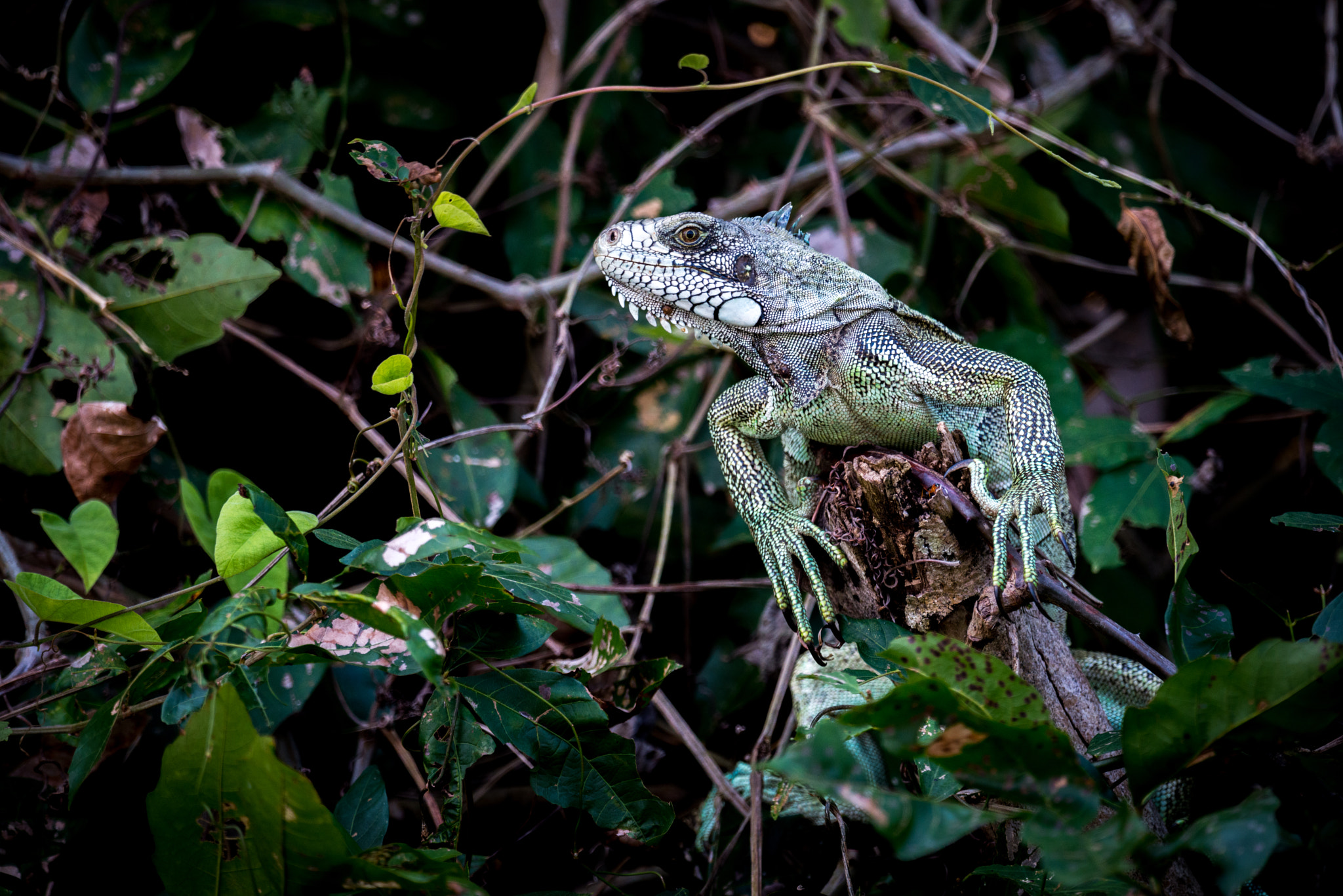 Nikon AF-S Nikkor 800mm F5.6E FL ED VR sample photo. Green iguana perched on branch among leaves photography