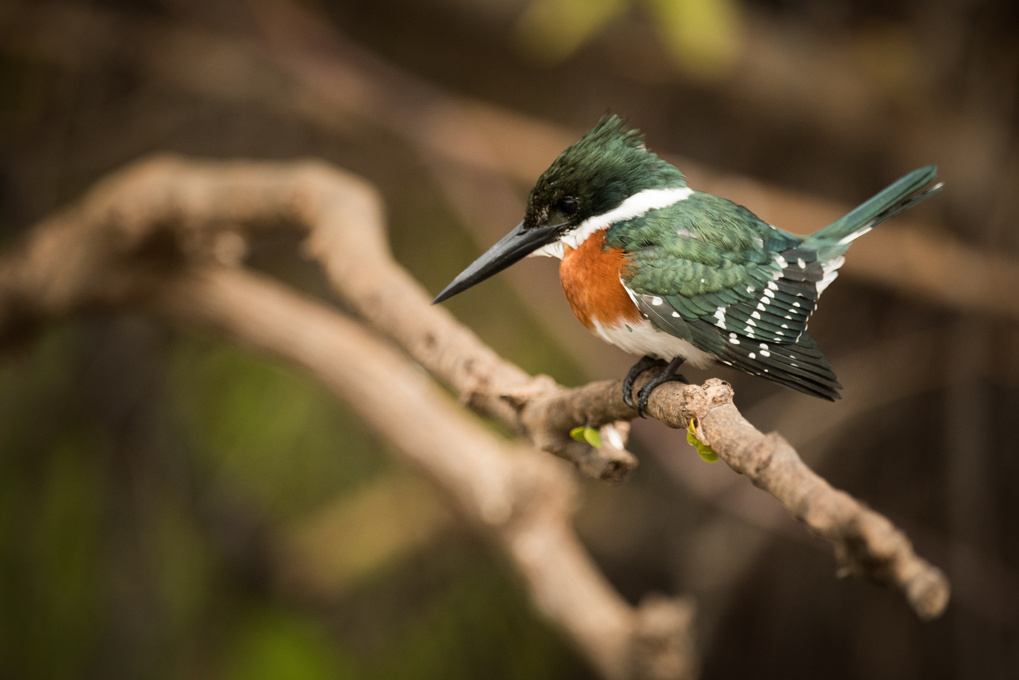 Nikon AF-S Nikkor 800mm F5.6E FL ED VR sample photo. Green kingfisher perched on branch looking down photography
