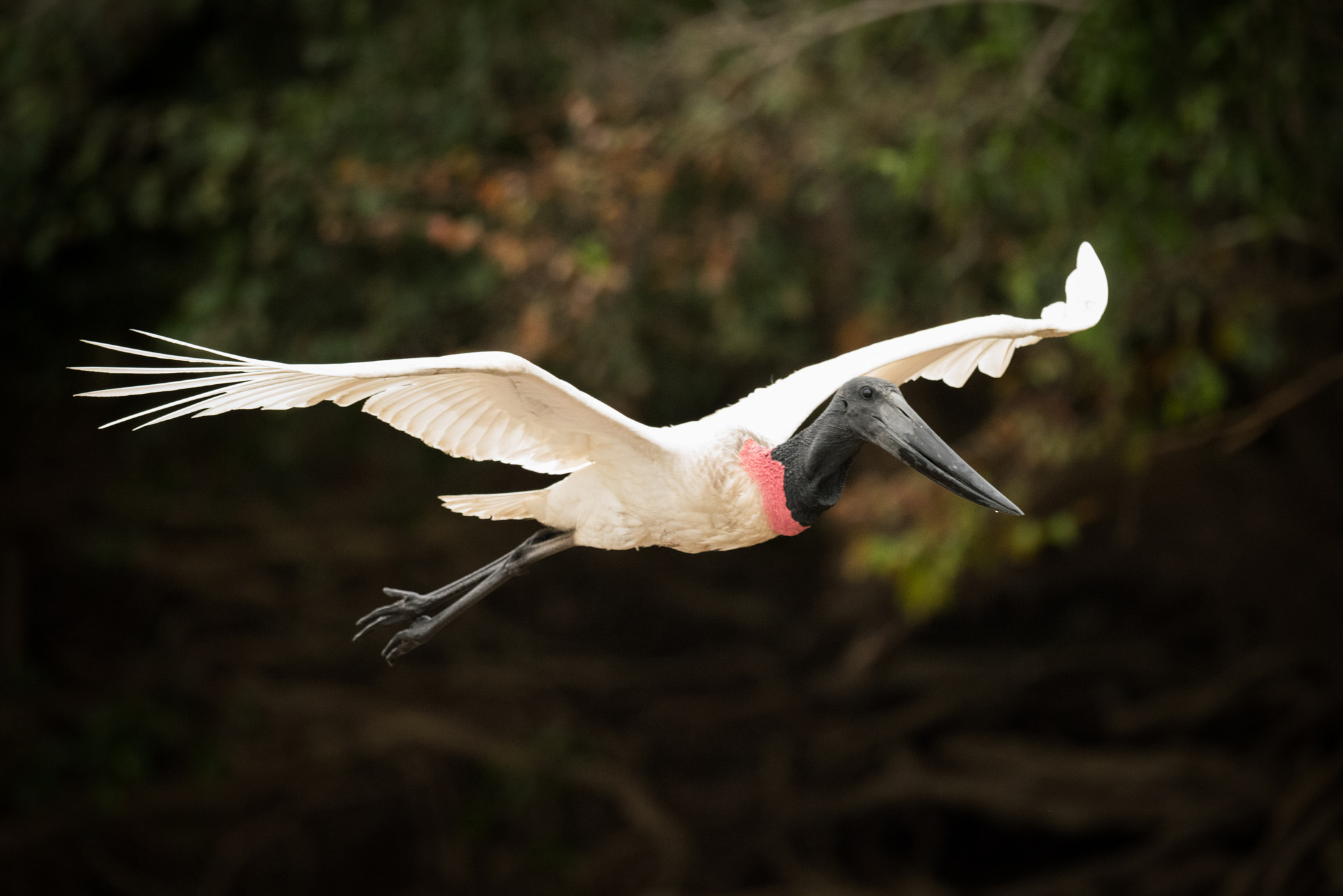 Nikon D810 sample photo. Jabiru flying past trees with outstretched wings photography