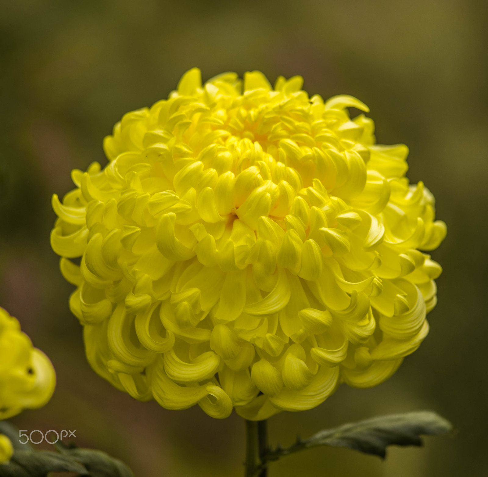 Sony a99 II + Minolta AF 80-200mm F2.8 HS-APO G sample photo. Yellow chrysanthemum photography