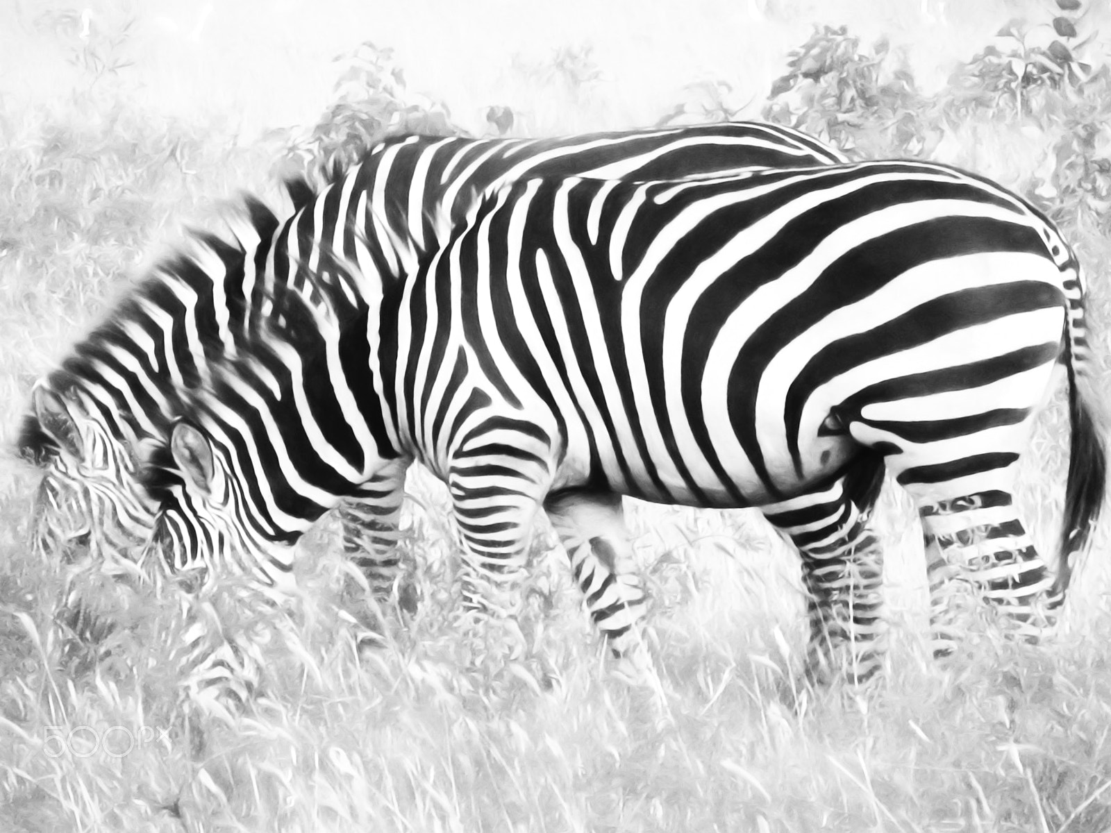 Canon POWERSHOT G7 sample photo. Monochrome stripes photography