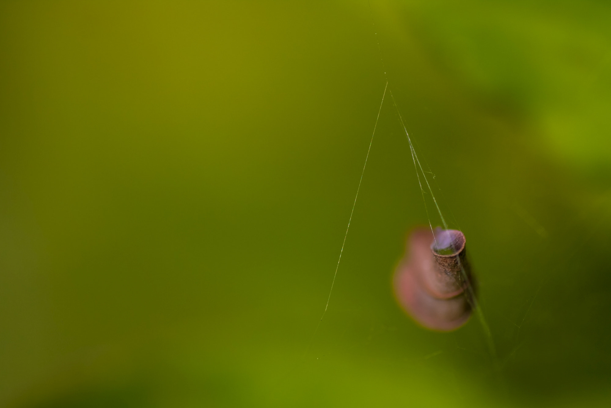 Canon EOS 1000D (EOS Digital Rebel XS / EOS Kiss F) + Tamron SP AF 90mm F2.8 Di Macro sample photo. Life and death are one thread, the same line viewed from different sides ~lao tzu photography