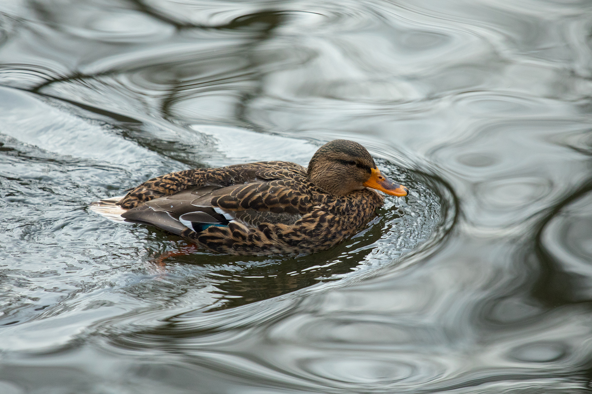 Canon EF 70-200mm F4L IS USM sample photo. Duck photography