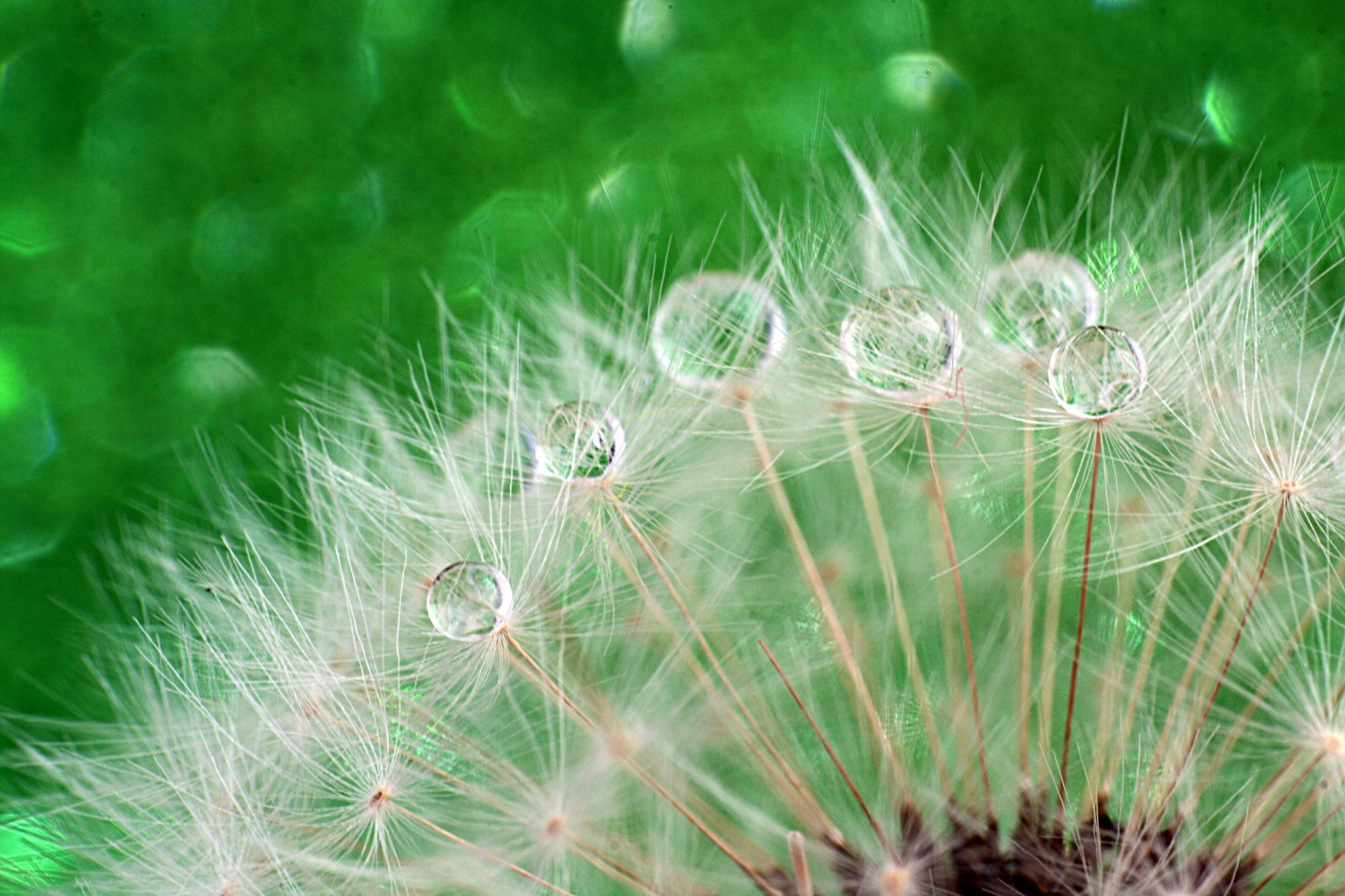Sigma 105mm F2.8 EX DG OS HSM sample photo. Bokeh photography