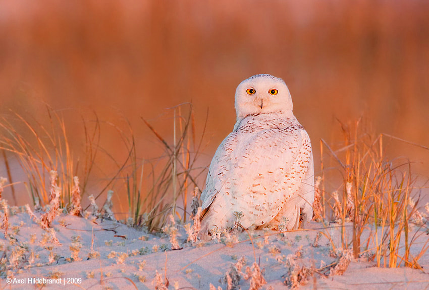 Canon EOS-1D Mark III sample photo. Snowy owl at the beach photography