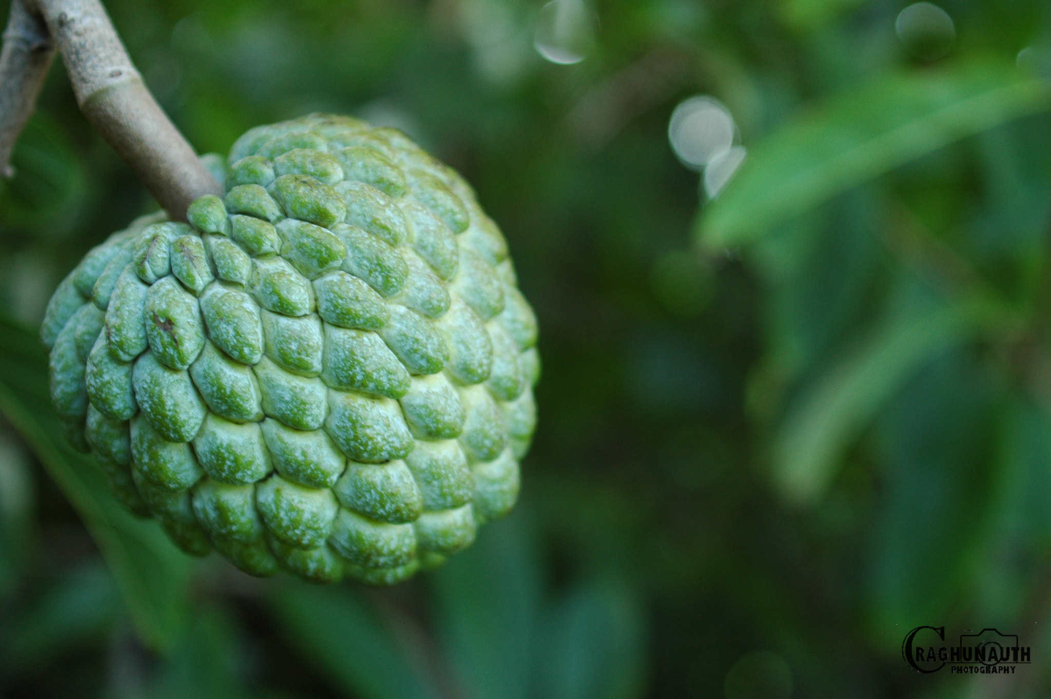 Nikon D70 sample photo. Sugar apple photography