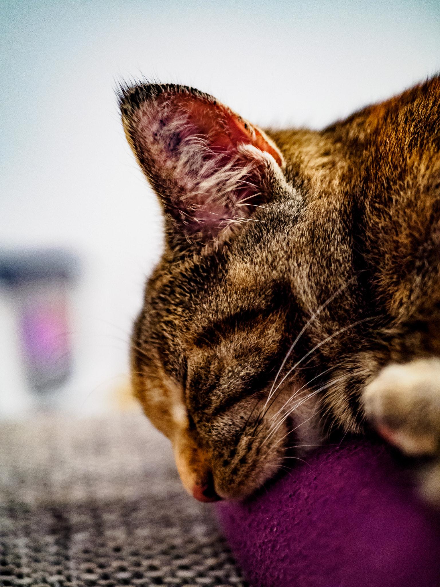 Olympus OM-D E-M10 + LUMIX G 25/F1.7 sample photo. Exhaustion after a long day photography