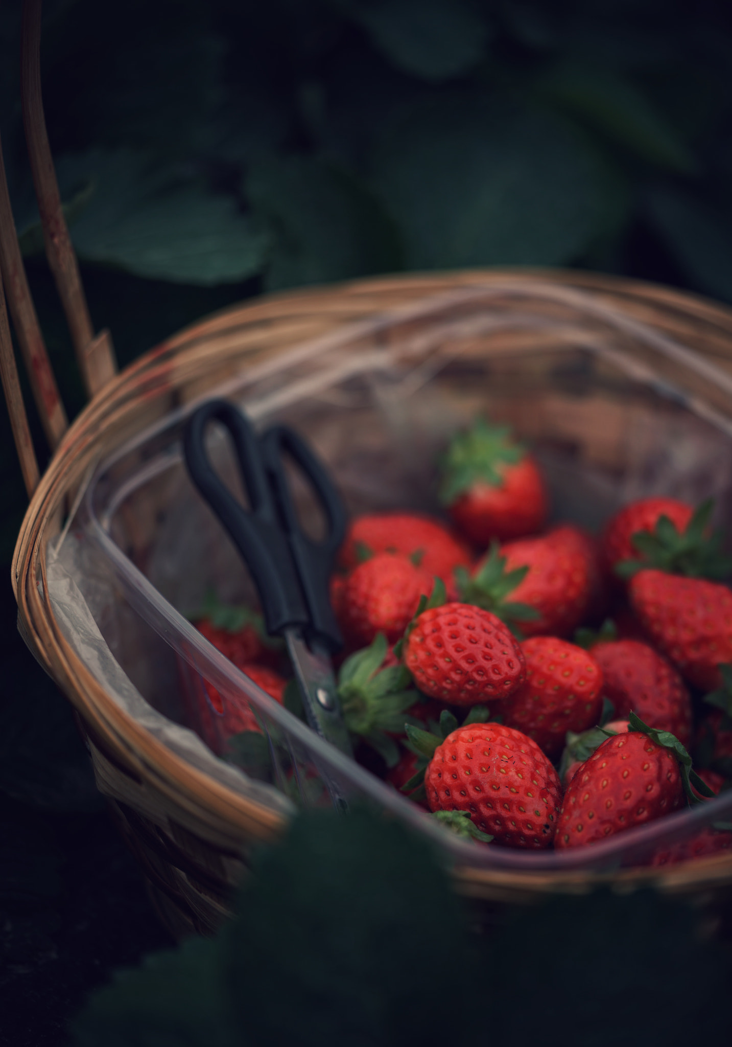 Sony a7R II + Sony FE 90mm F2.8 Macro G OSS sample photo. A good harvest of strawberry photography