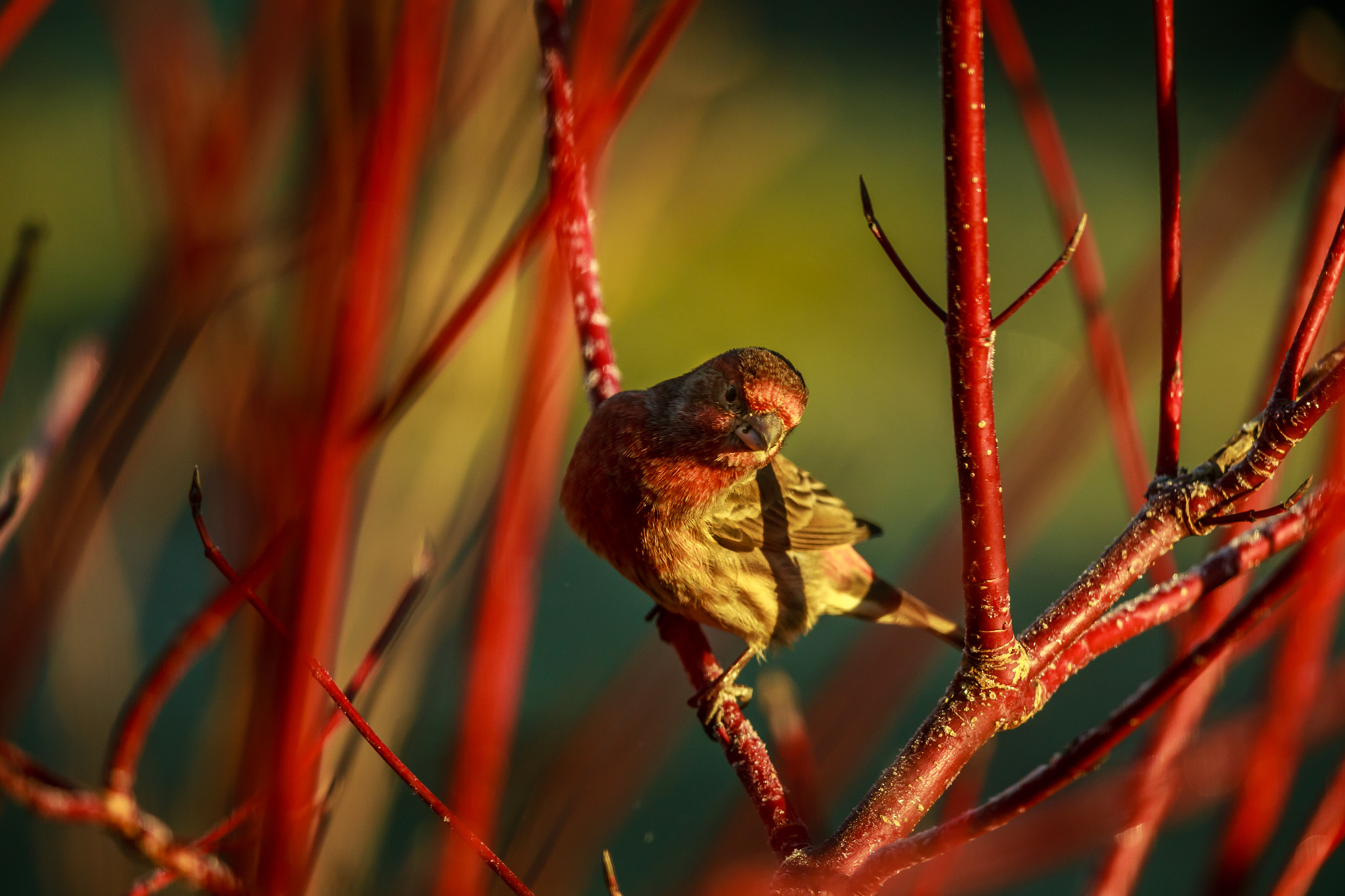 Canon EOS-1D X + Canon EF 600mm F4L IS II USM sample photo. Red house finch photography