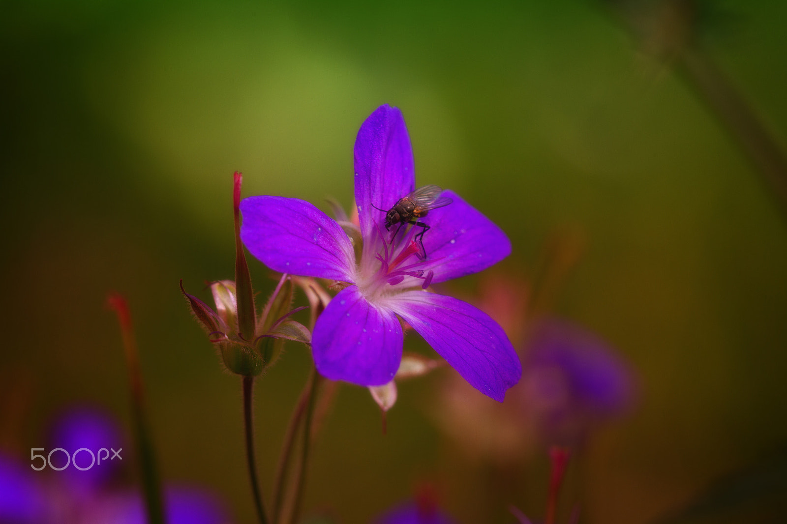 Sigma APO Macro 150mm f/2.8 EX DG HSM sample photo. Fly on a flower photography