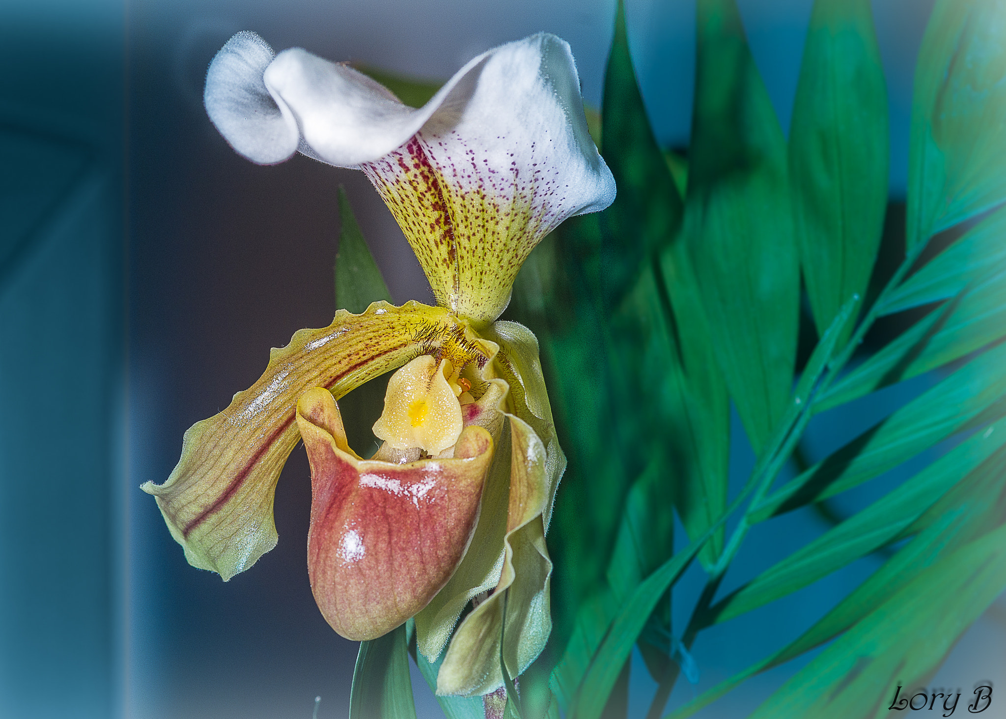 Pentax K-x sample photo. L'orchidea photography