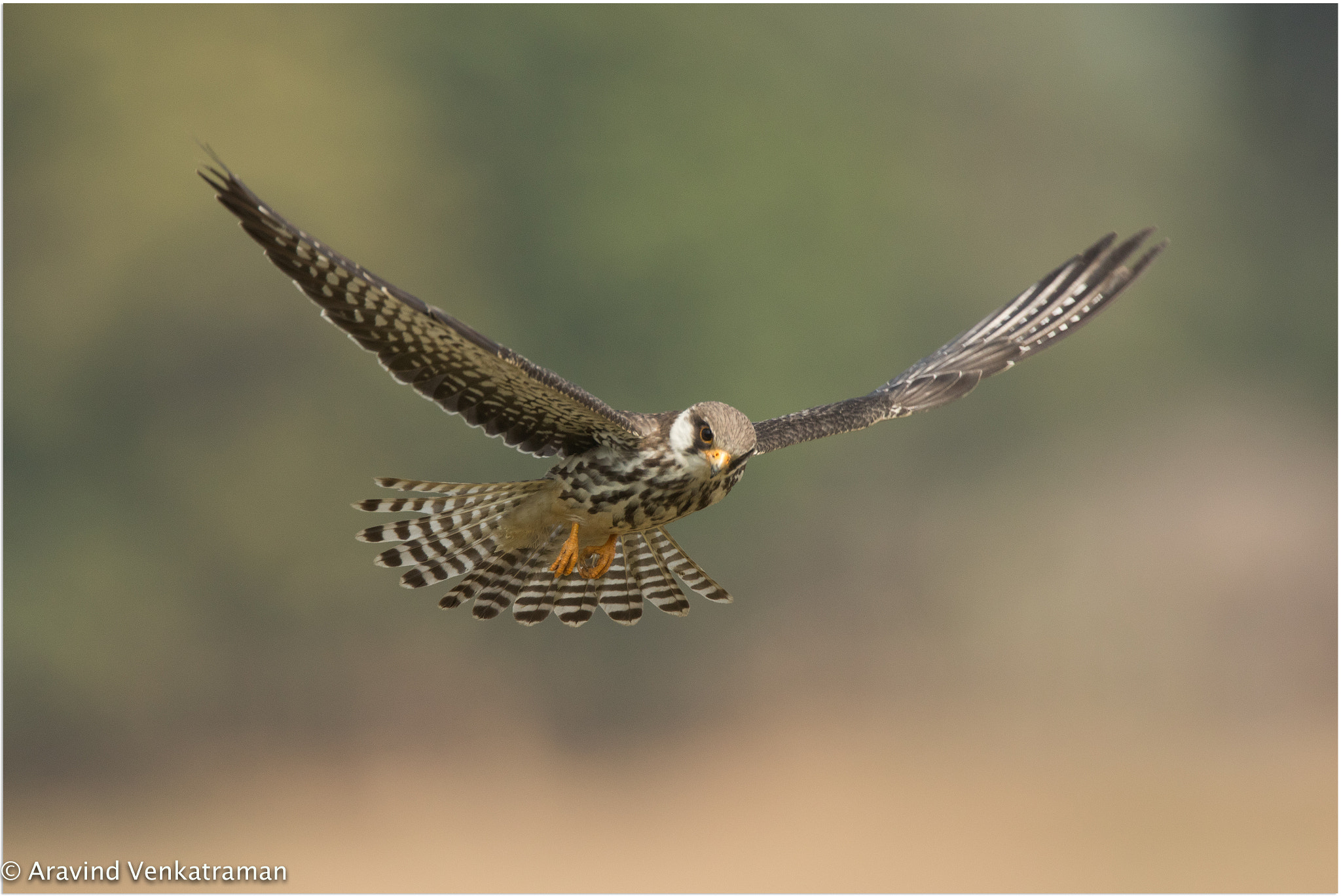 Canon EF 500mm F4L IS USM sample photo. Amur falcon photography
