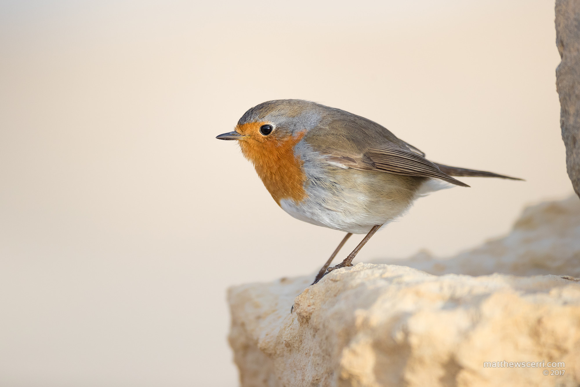 Canon EF 500mm F4L IS USM sample photo. Friendly robin photography