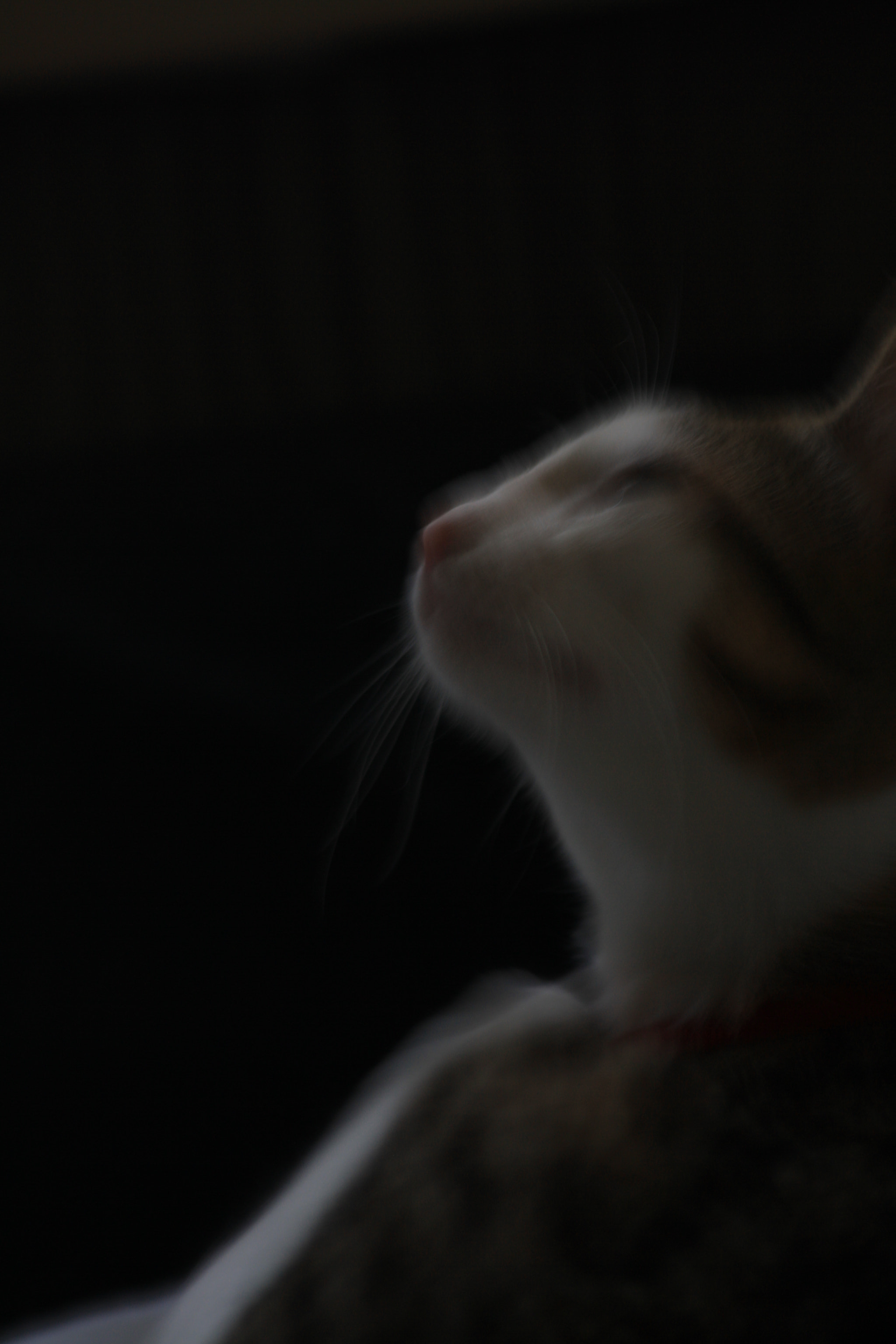 Sigma 70-300mm F4-5.6 APO DG Macro sample photo. Img photography