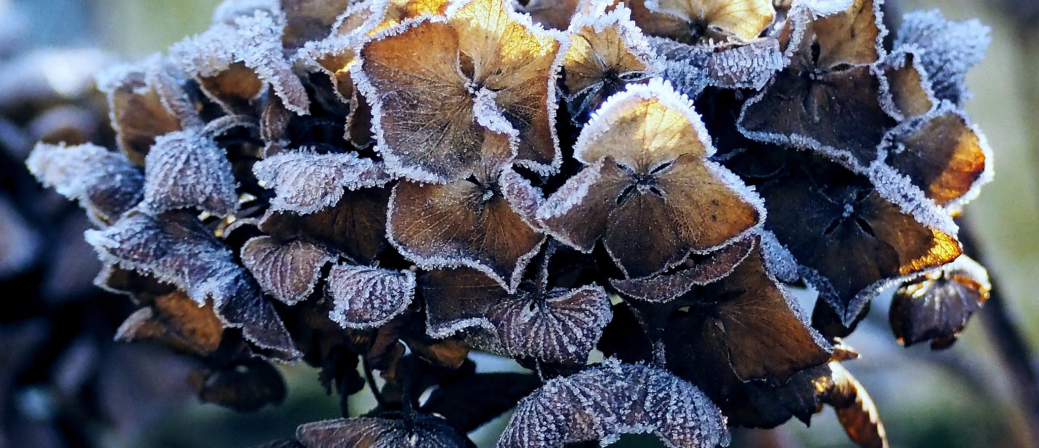 Olympus PEN-F sample photo. Ice ice baby photography