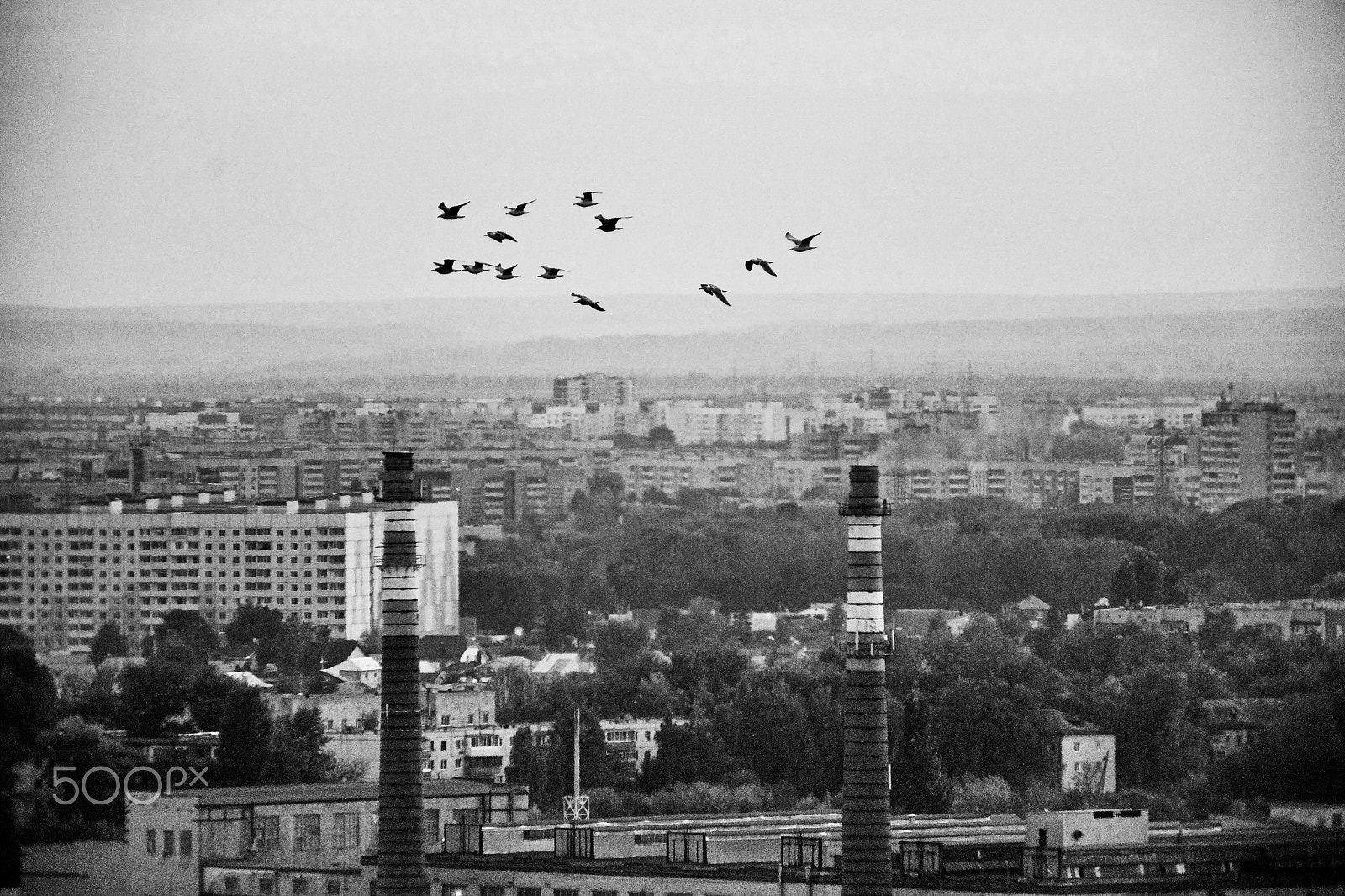 Sony a99 II + Tamron Lens (255) sample photo. 13 pigeons photography