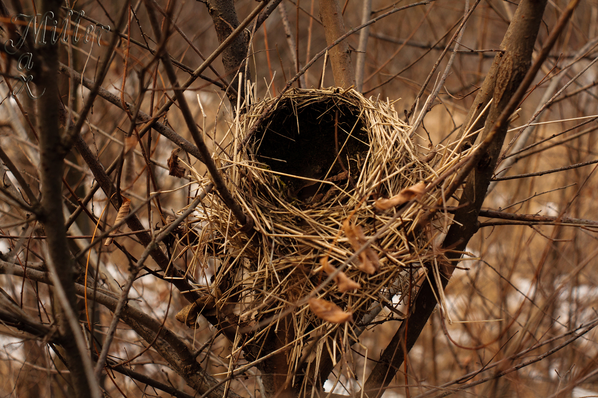 Canon EF 35-80mm f/4-5.6 sample photo. Empty nest photography