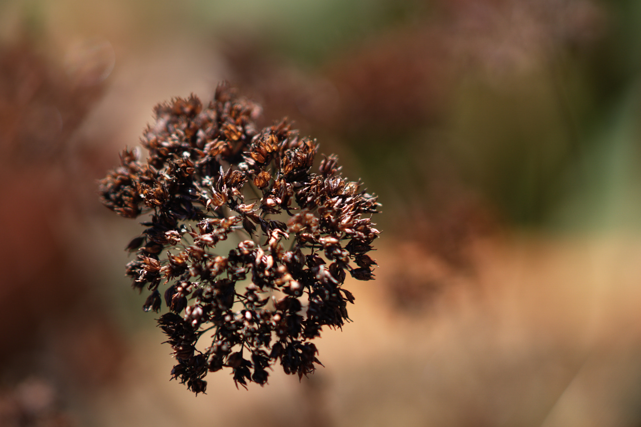 Sony Sonnar T* 135mm F1.8 ZA sample photo. Deadflower photography