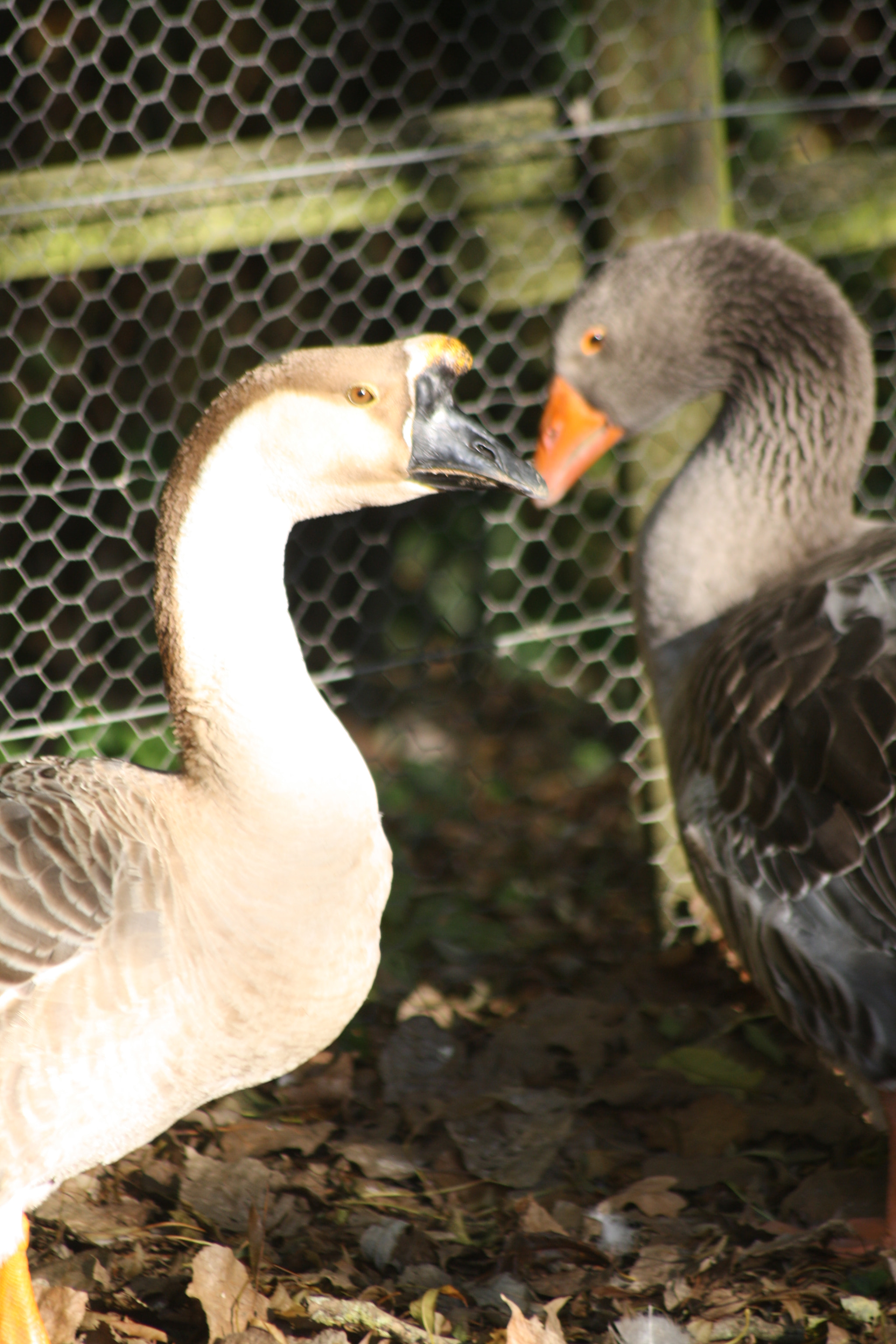 Sigma 70-300mm F4-5.6 APO DG Macro sample photo. Img photography
