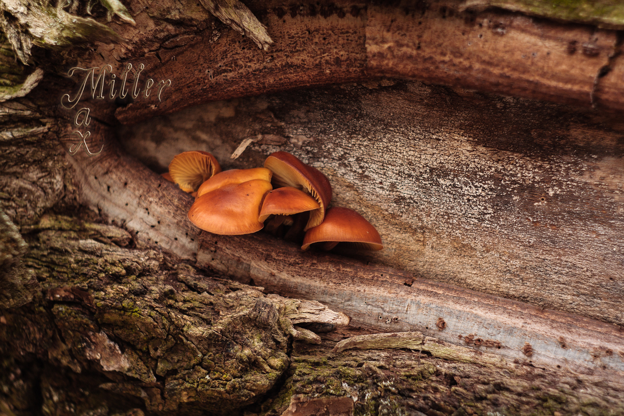 Canon EF 35-80mm f/4-5.6 sample photo. Can i eat them? photography