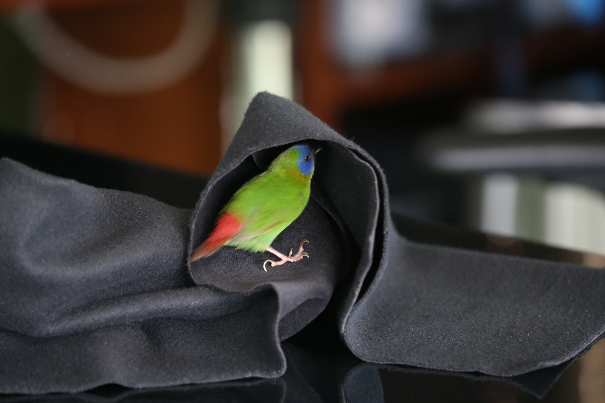 Canon EOS-1D X sample photo. Diamante tricolor #aves # pájaros #birds photography