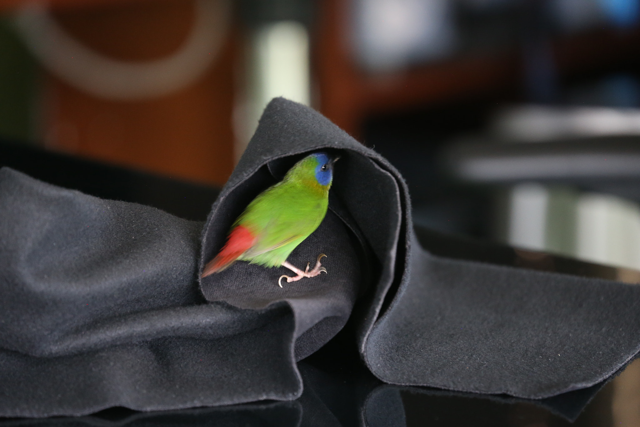 Canon EF 70-300mm F4-5.6L IS USM sample photo. Diamante tricolor #aves # pájaros #birds photography