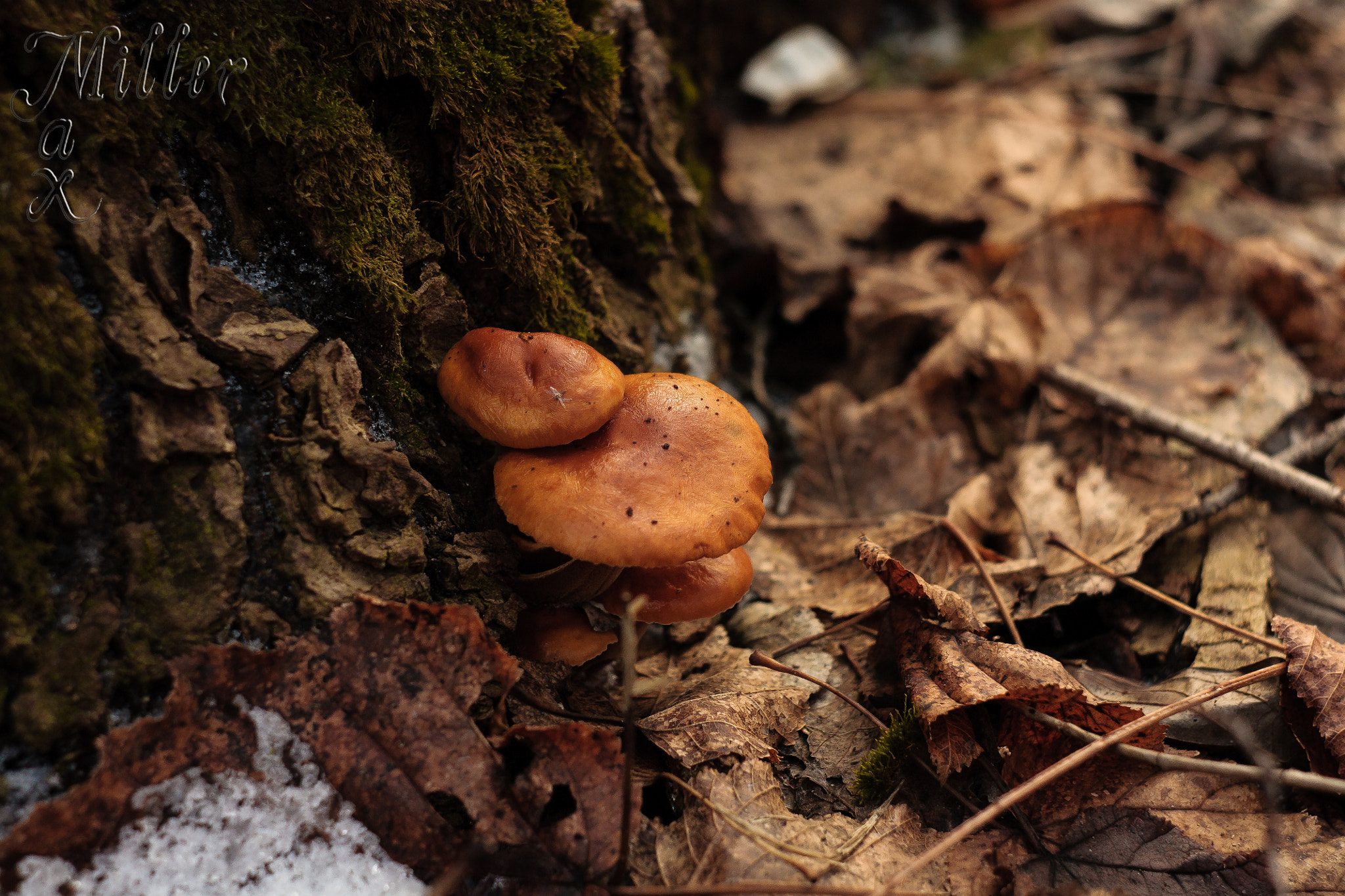 Canon EF 35-80mm f/4-5.6 sample photo. Small guys photography