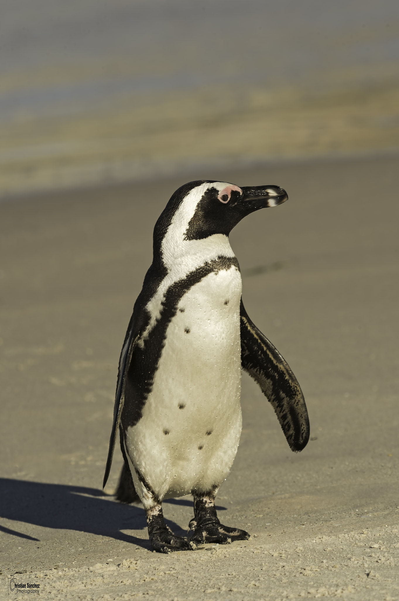 Nikon D4 sample photo. African penguin photography