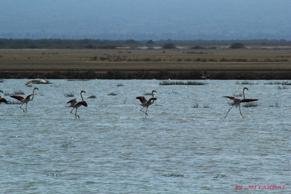 Canon EF 75-300mm f/4-5.6 USM sample photo. Near persian gulf photography