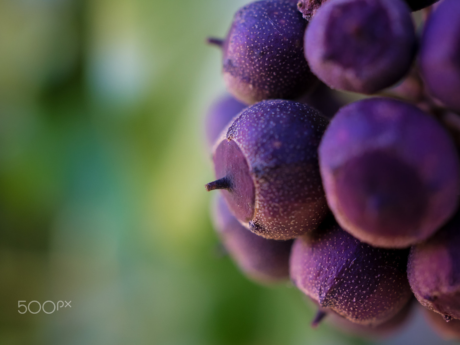 Olympus OM-D E-M1 + Olympus M.Zuiko Digital ED 30mm F3.5 Macro sample photo. Berries photography