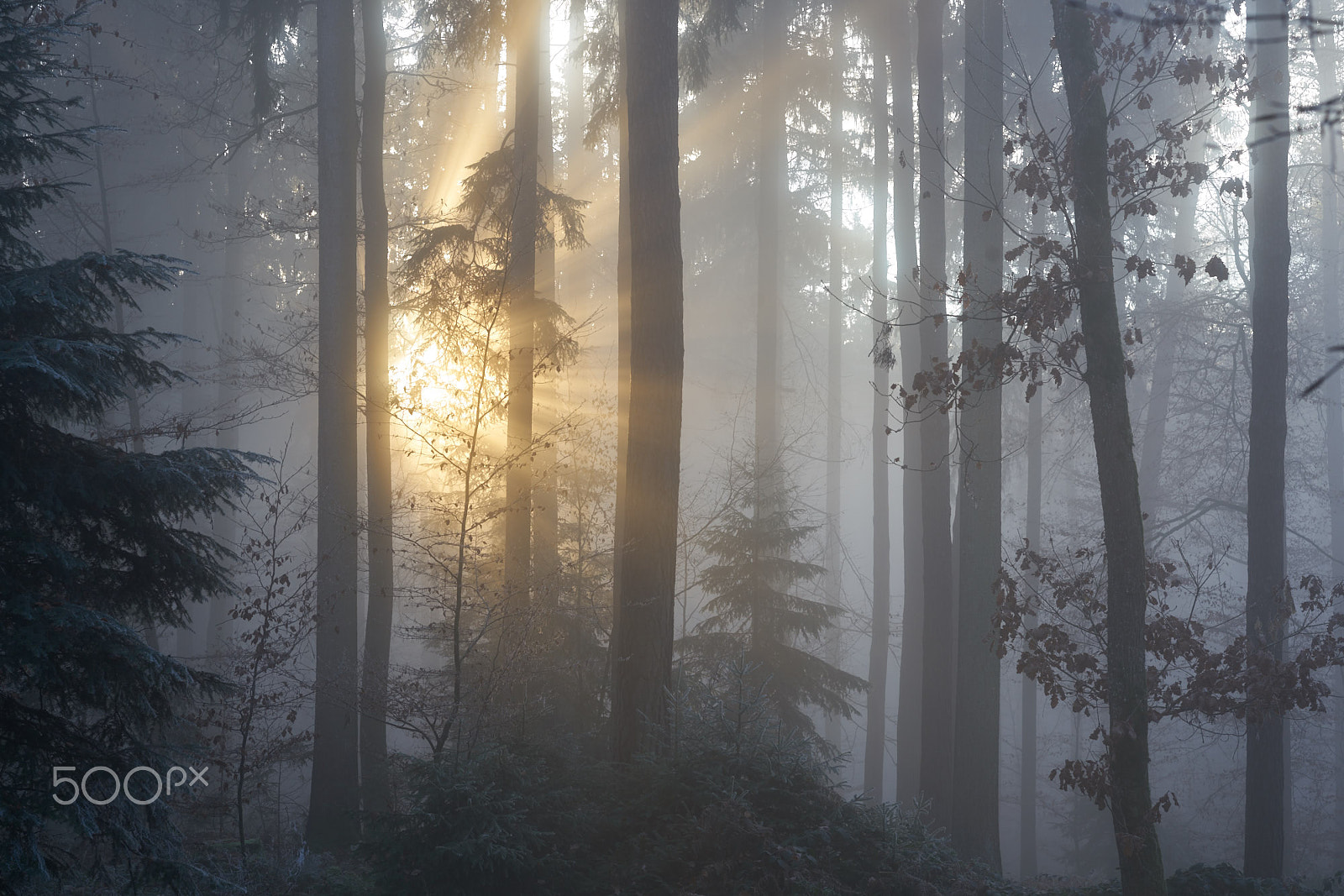 Sony a7R II + Sony Sonnar T* FE 55mm F1.8 ZA sample photo. December sun in misty forest photography