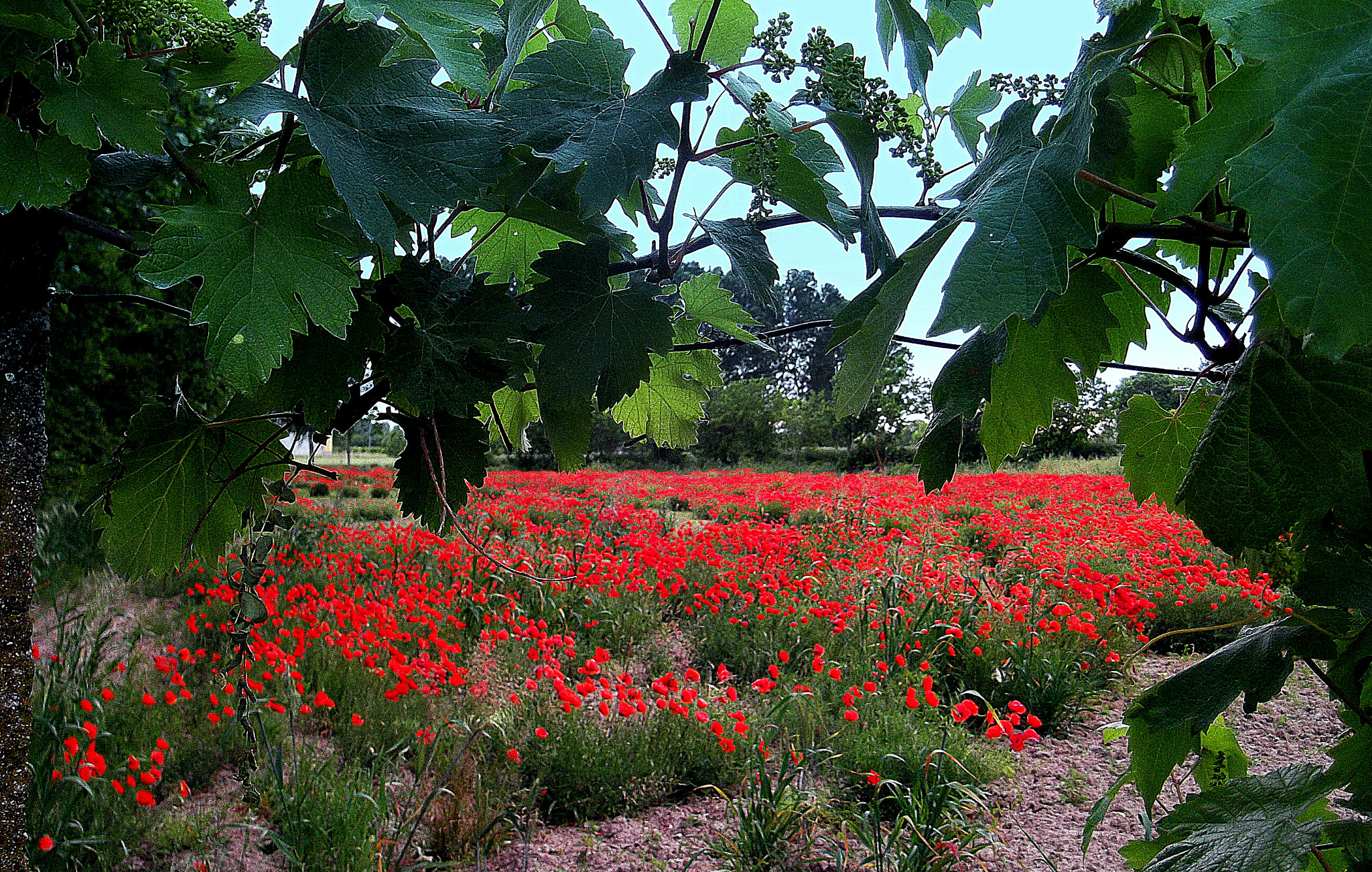 Fujifilm FinePix JX250 sample photo. La vigna e i papaveri, in primavera. photography