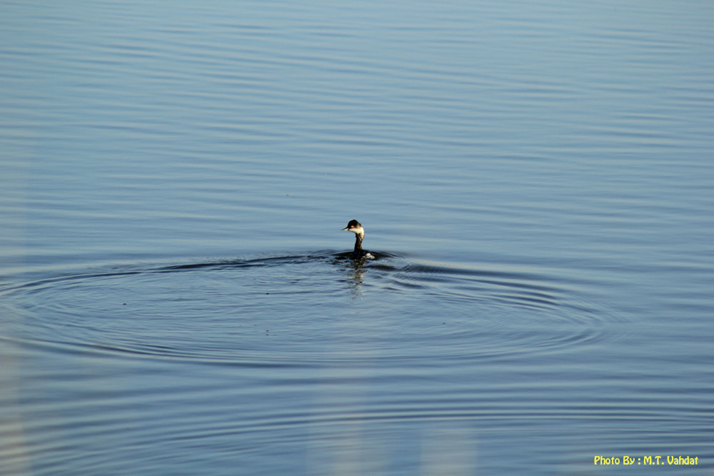 Canon EF 75-300mm f/4-5.6 USM sample photo. Bird of passage photography