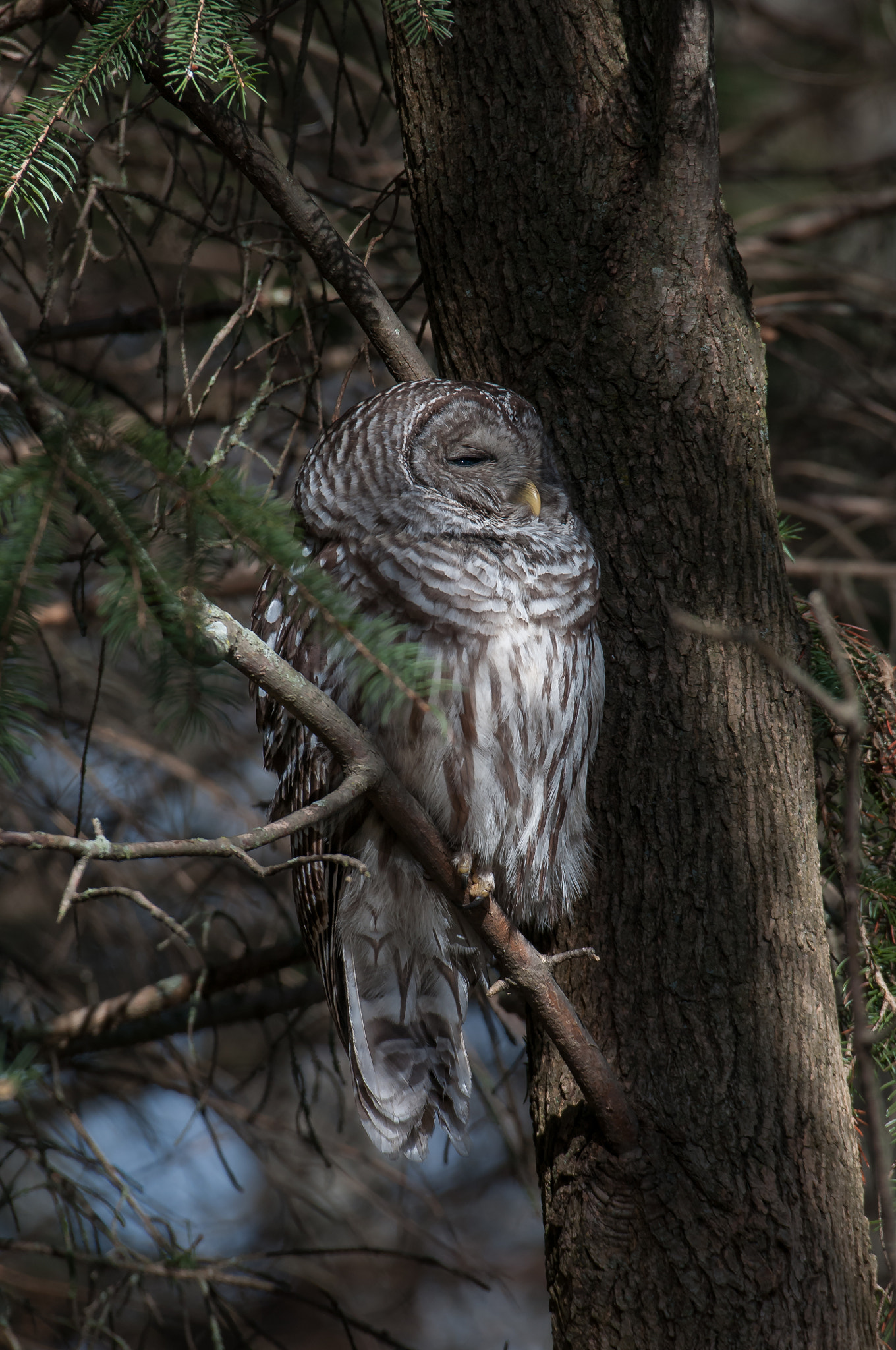 Nikon D300 sample photo. Barred owl photography