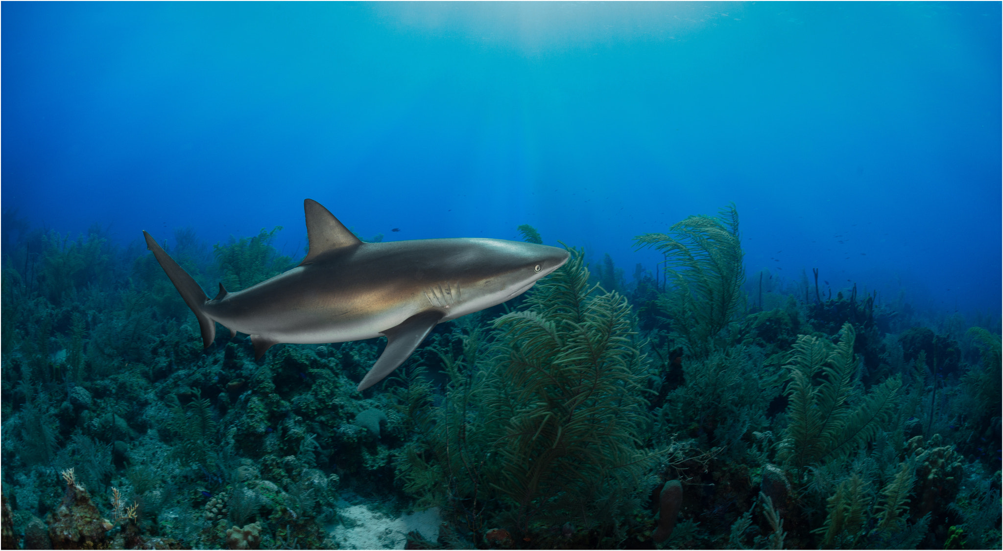 Nikon AF Fisheye-Nikkor 16mm F2.8D sample photo. Karibean reef shark photography
