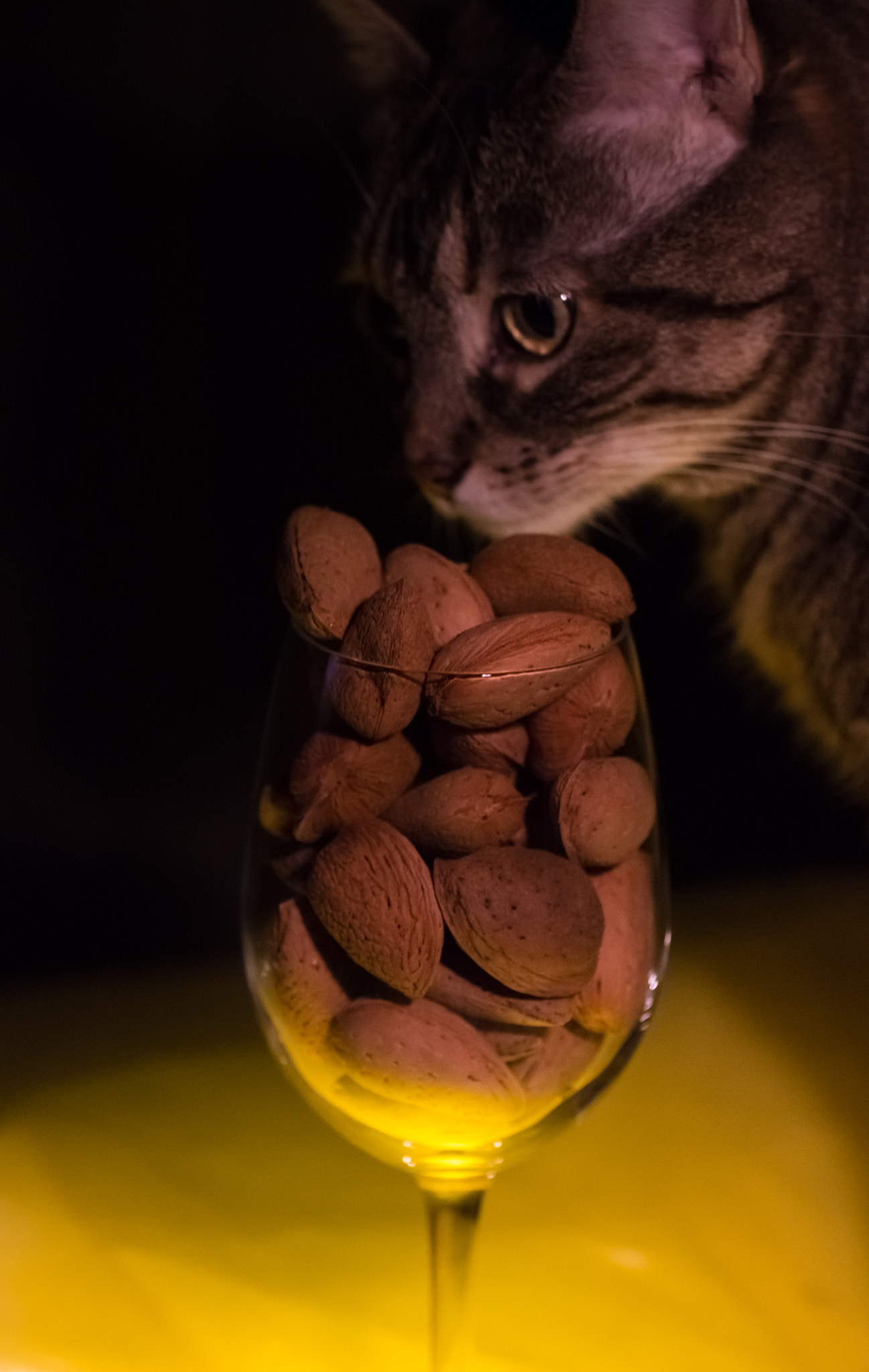 Canon EOS 100D (EOS Rebel SL1 / EOS Kiss X7) + Tamron SP AF 90mm F2.8 Di Macro sample photo. The cat and the almonds photography