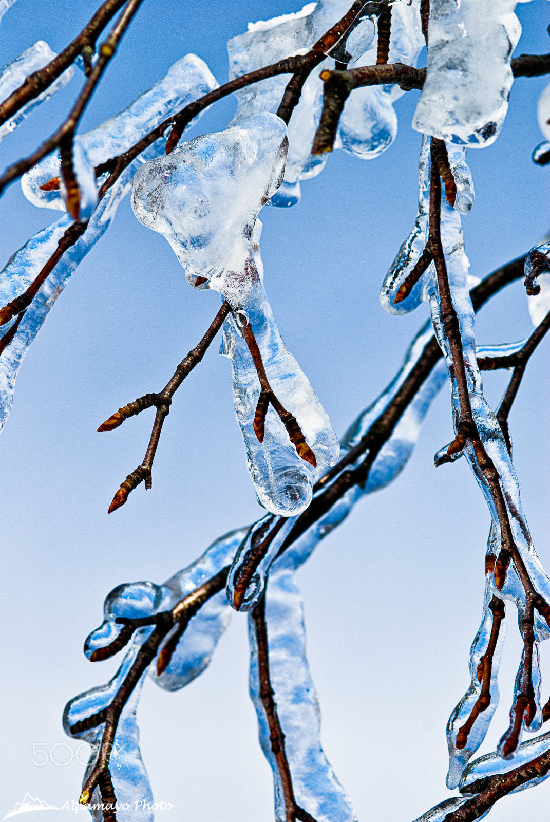 Nikon D200 + Nikon AF-S Micro-Nikkor 105mm F2.8G IF-ED VR sample photo. Frozen branches photography