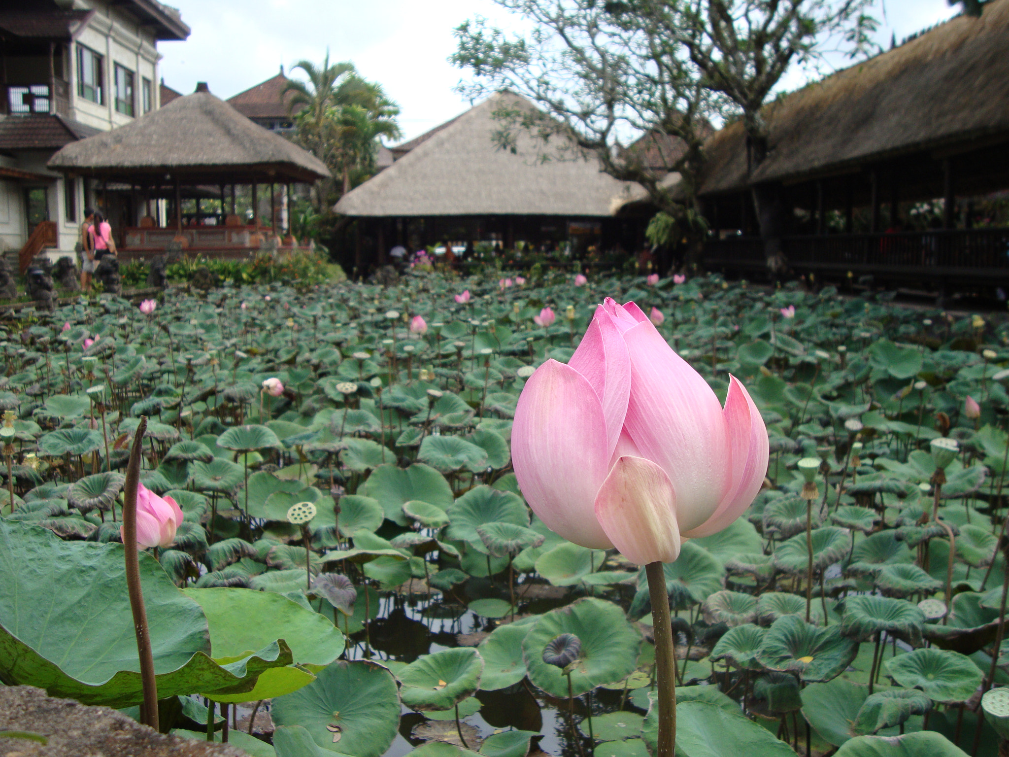 Sony DSC-W210 sample photo. Lotus flower at lotus café photography